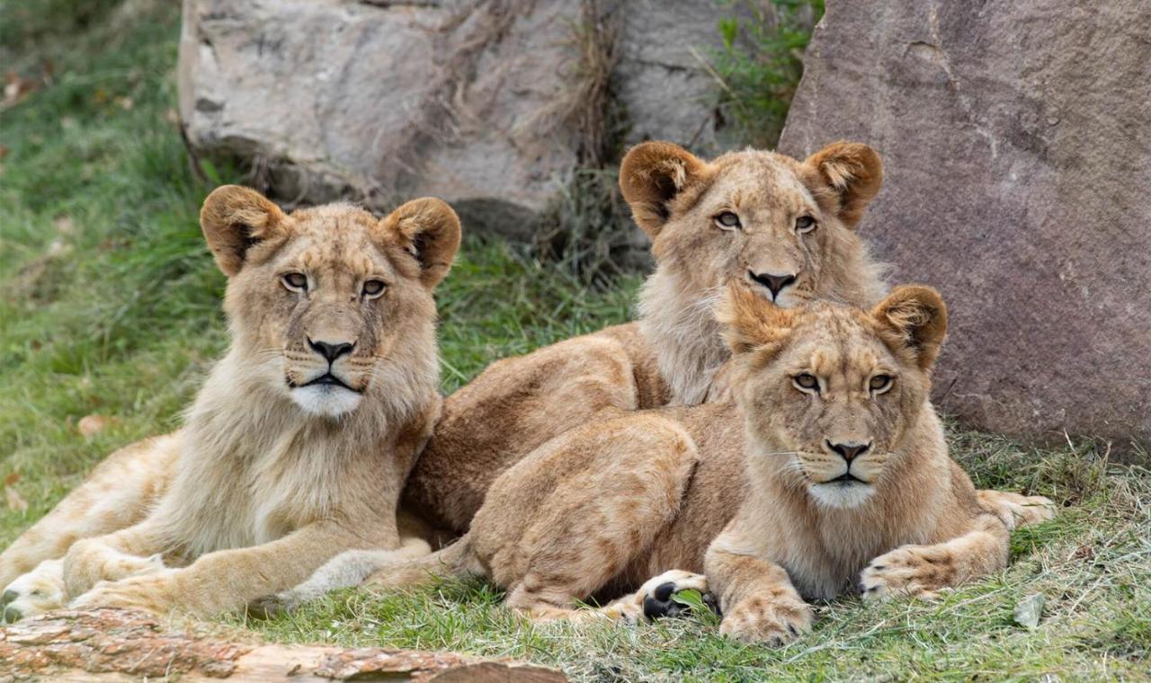 Le Chant Des Oiseaux, 3Km Du Zoo De Beauval, Parking Gratuit ,Wifi Et Netflix Gratuits Saint-Aignan  Exterior foto
